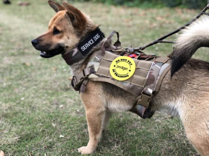 tactical dog harness